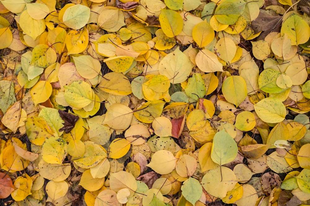 green leaves on brown dried leaves