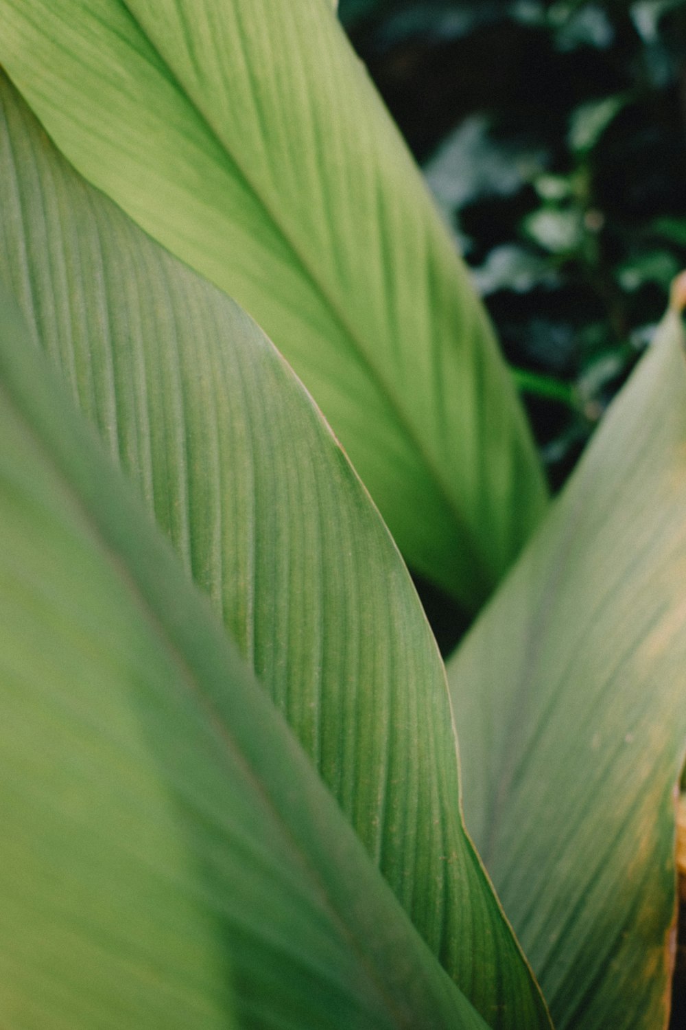 green leaf plant during daytime