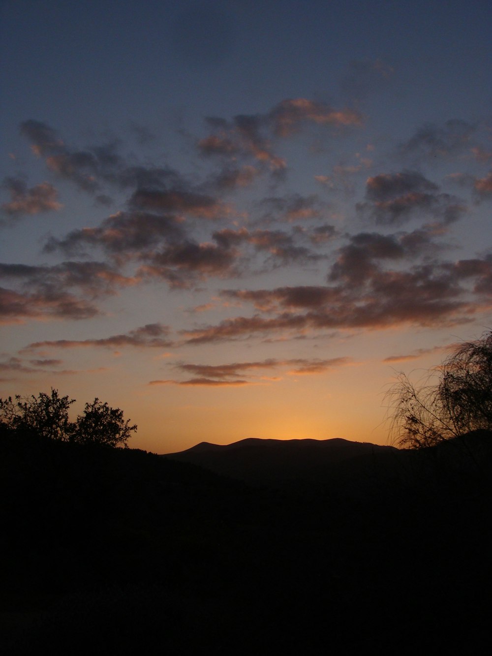 silhouette of trees during sunset