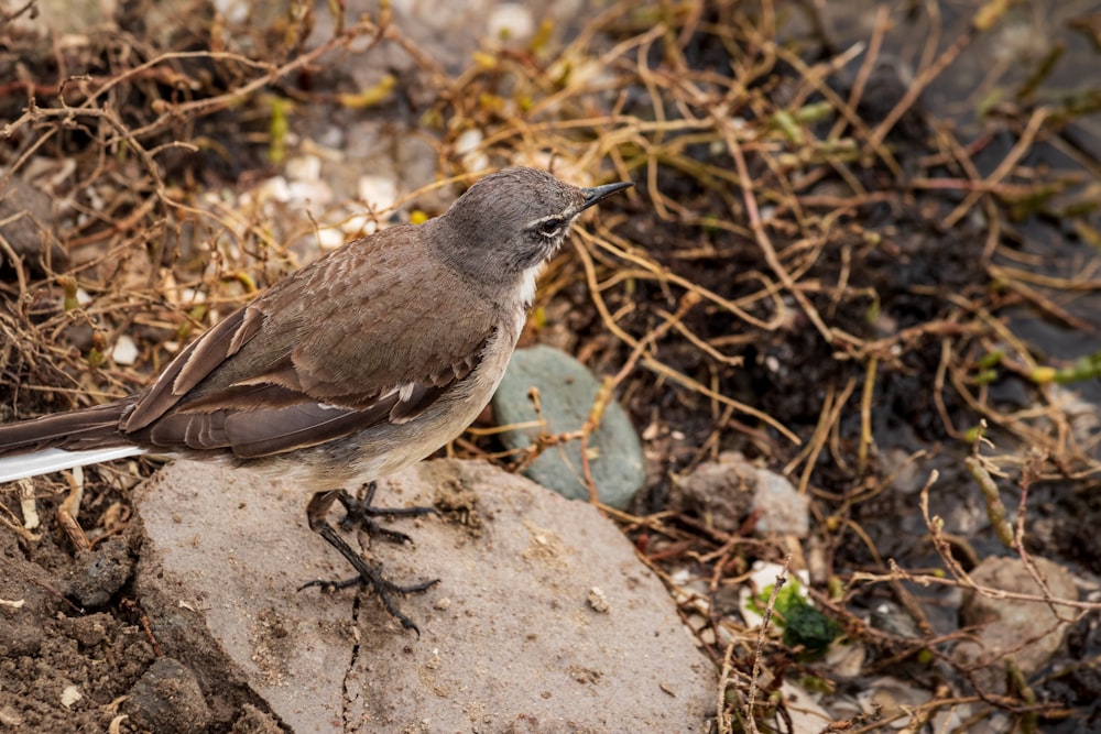 pájaro marrón en roca gris durante el día