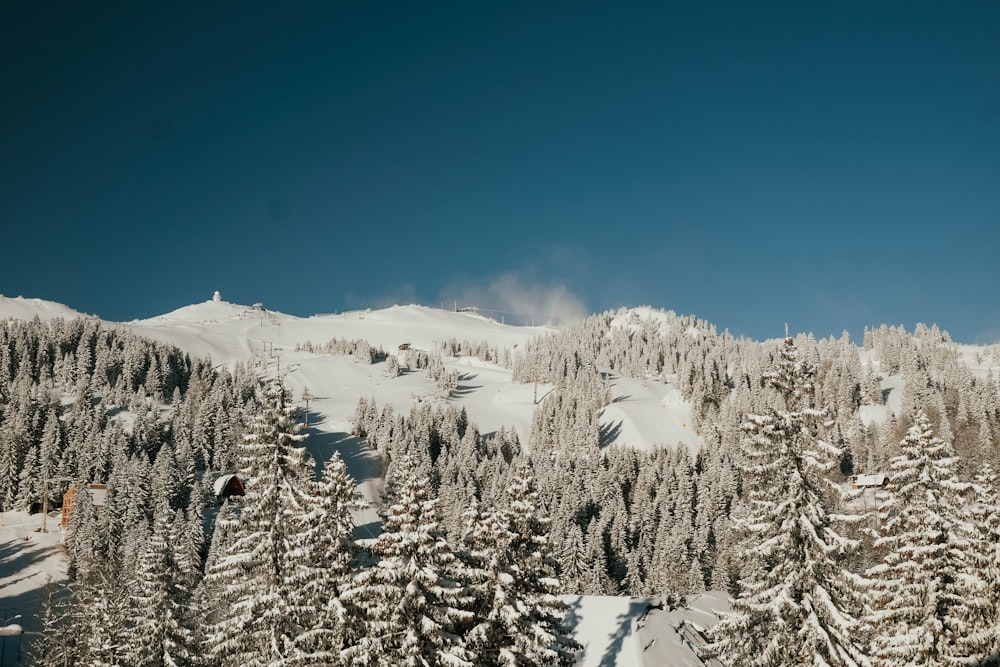 snow covered trees and mountains during daytime