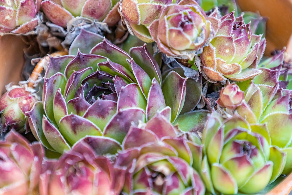 green and brown succulent plants