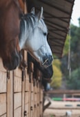 Several horses peek their heads out from the wooden openings of a stable, with a gray horse prominently in the foreground. The stable walls are made of light brown wood, and a metal roof provides shade. In the background, blurred trees and a field are visible.
