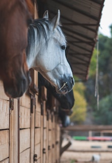 Several horses peek their heads out from the wooden openings of a stable, with a gray horse prominently in the foreground. The stable walls are made of light brown wood, and a metal roof provides shade. In the background, blurred trees and a field are visible.