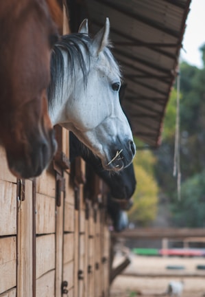 Several horses peek their heads out from the wooden openings of a stable, with a gray horse prominently in the foreground. The stable walls are made of light brown wood, and a metal roof provides shade. In the background, blurred trees and a field are visible.