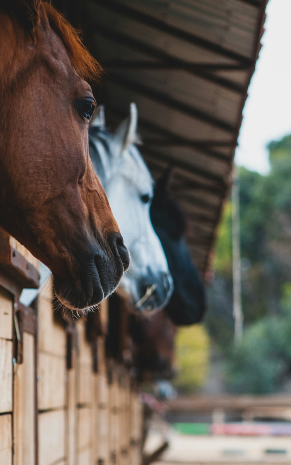 brown and white horse during daytime