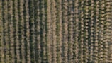 An aerial view of a well-organized orchard with evenly spaced rows and columns of trees. The trees are bare, possibly indicating a dormant winter state. Shadows from the trees create a pattern on the green ground, highlighting the neat arrangement of the orchard.