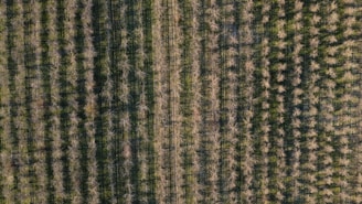 An aerial view of a well-organized orchard with evenly spaced rows and columns of trees. The trees are bare, possibly indicating a dormant winter state. Shadows from the trees create a pattern on the green ground, highlighting the neat arrangement of the orchard.