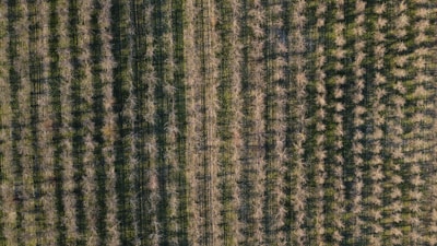 Wide shot of a healthy orchard after professional tree pruning service.