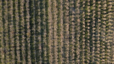 Essential Insights for Successful Apple Orchard Management