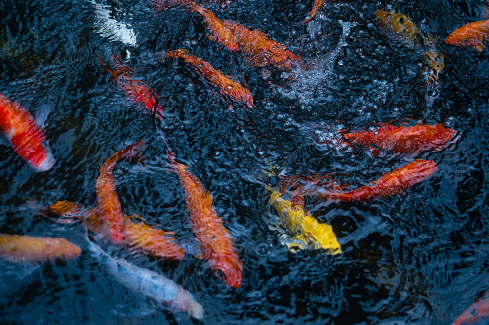 red and yellow koi fish on water