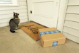 brown tabby cat on brown cardboard box