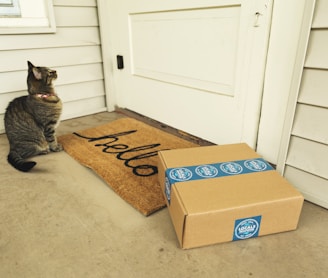 brown tabby cat on brown cardboard box
