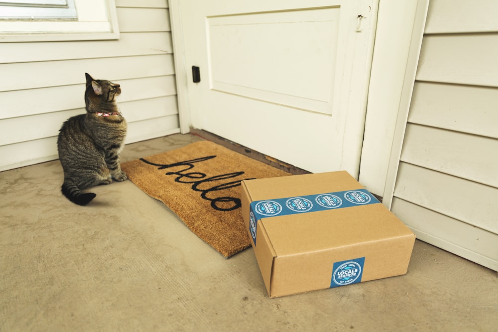 gatto soriano marrone su scatola di cartone marrone