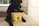 A black dog is sitting on a doorstep, with its front paws around a cardboard box that features yellow and black branding with the words 'Dishes for Dogs'. The background includes part of a door with white trim and a welcome mat.