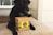 A black dog is sitting on a doorstep, with its front paws around a cardboard box that features yellow and black branding with the words 'Dishes for Dogs'. The background includes part of a door with white trim and a welcome mat.