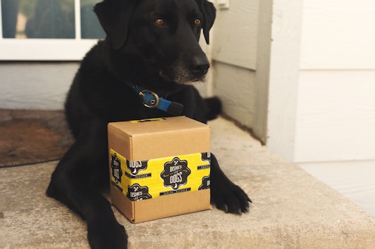 A black dog is sitting on a doorstep, with its front paws around a cardboard box that features yellow and black branding with the words 'Dishes for Dogs'. The background includes part of a door with white trim and a welcome mat.