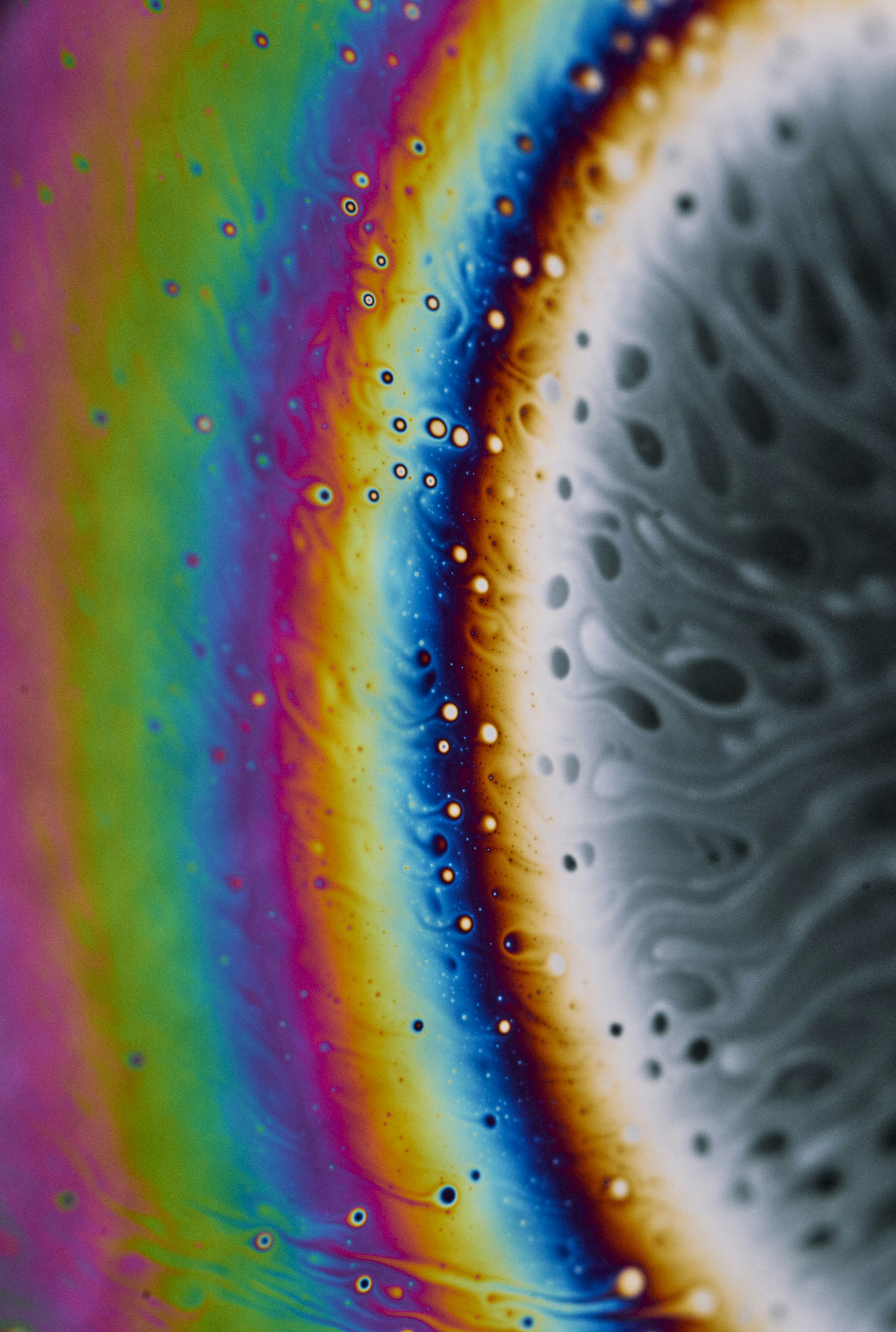 Rainbow color of water droplets photo – Free Animal Image on Unsplash