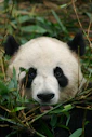 white and black panda on green grass during daytime
