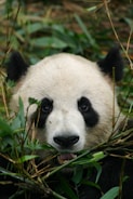 white and black panda on green grass during daytime