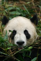 white and black panda on green grass during daytime