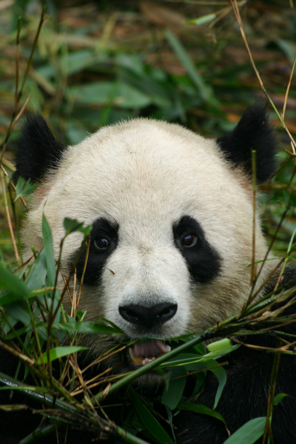Panda blanco y negro sobre hierba verde durante el día