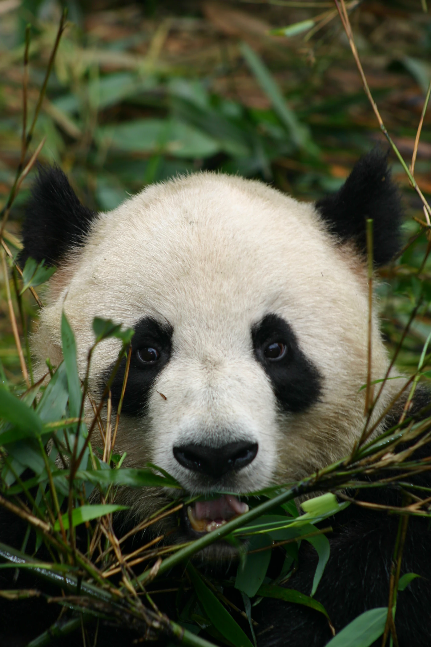 Panda gigante comiendo bambú sentado entre la vegetación