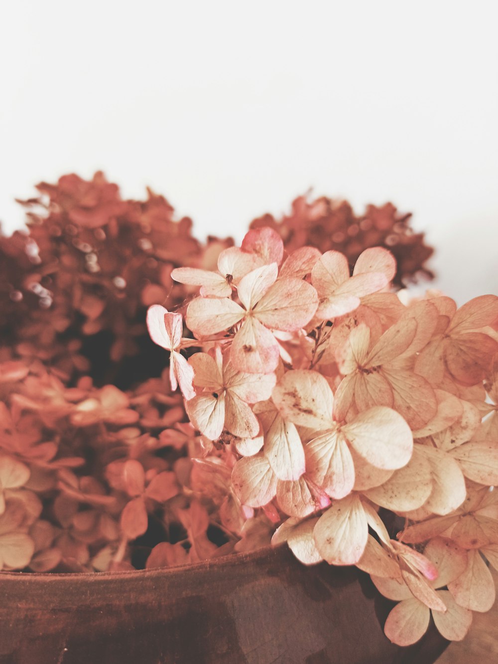 pink flowers on brown pot