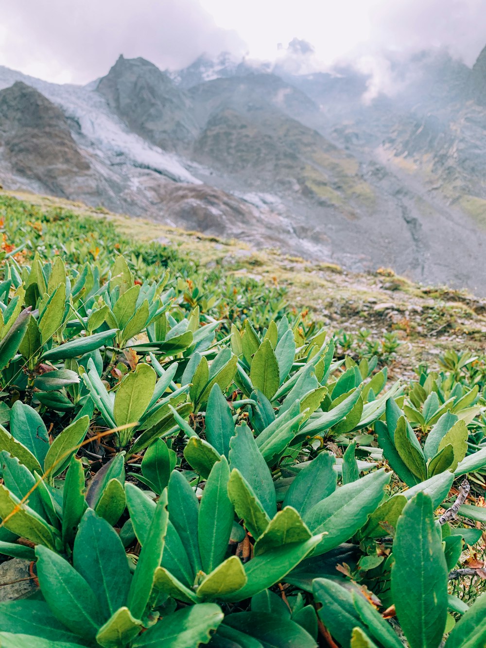 green plant on mountain during daytime