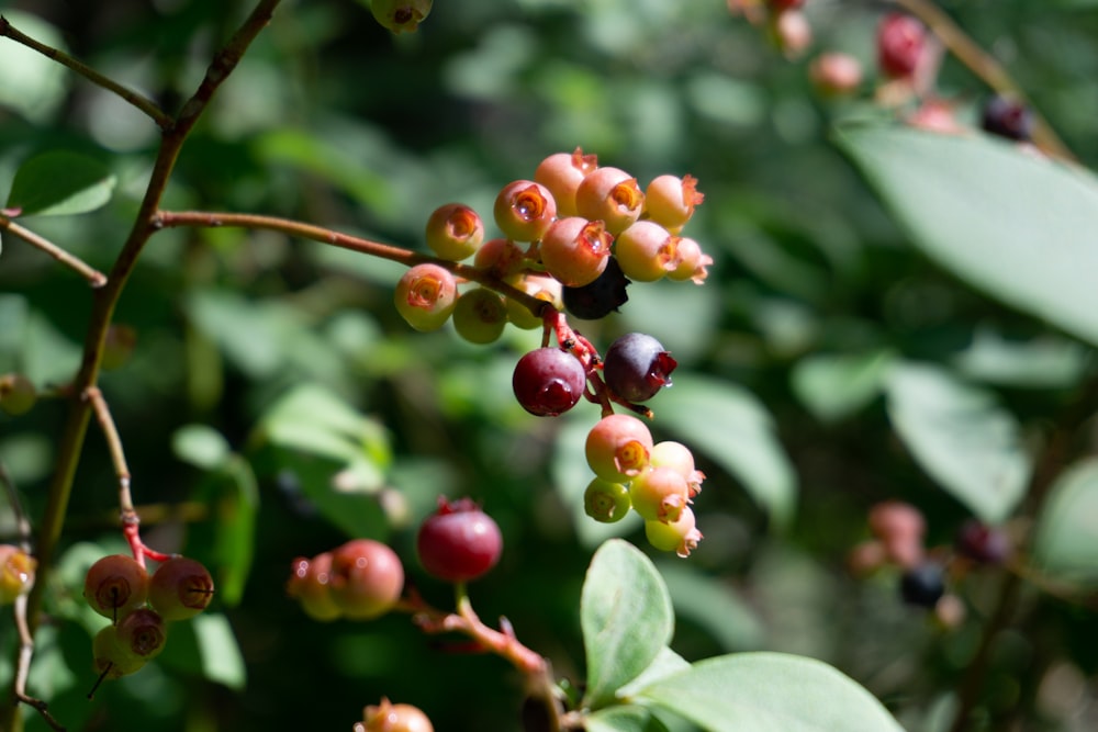 red and green round fruits