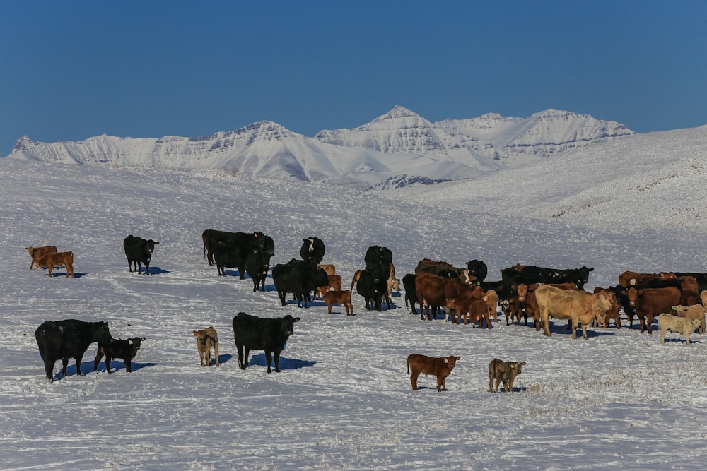 people riding horses on snow covered ground during daytime