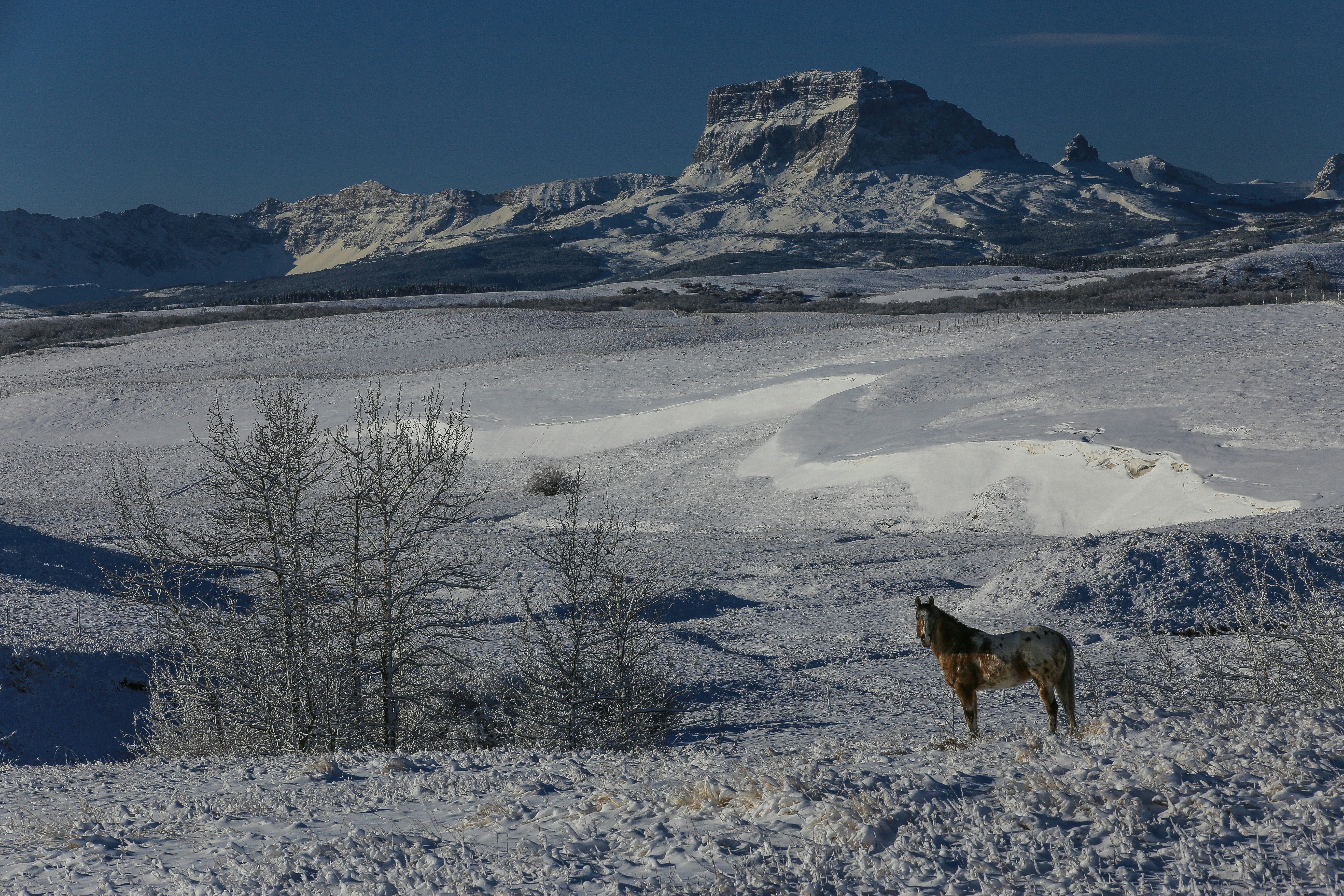 brown wolf on snow covered ground during daytime