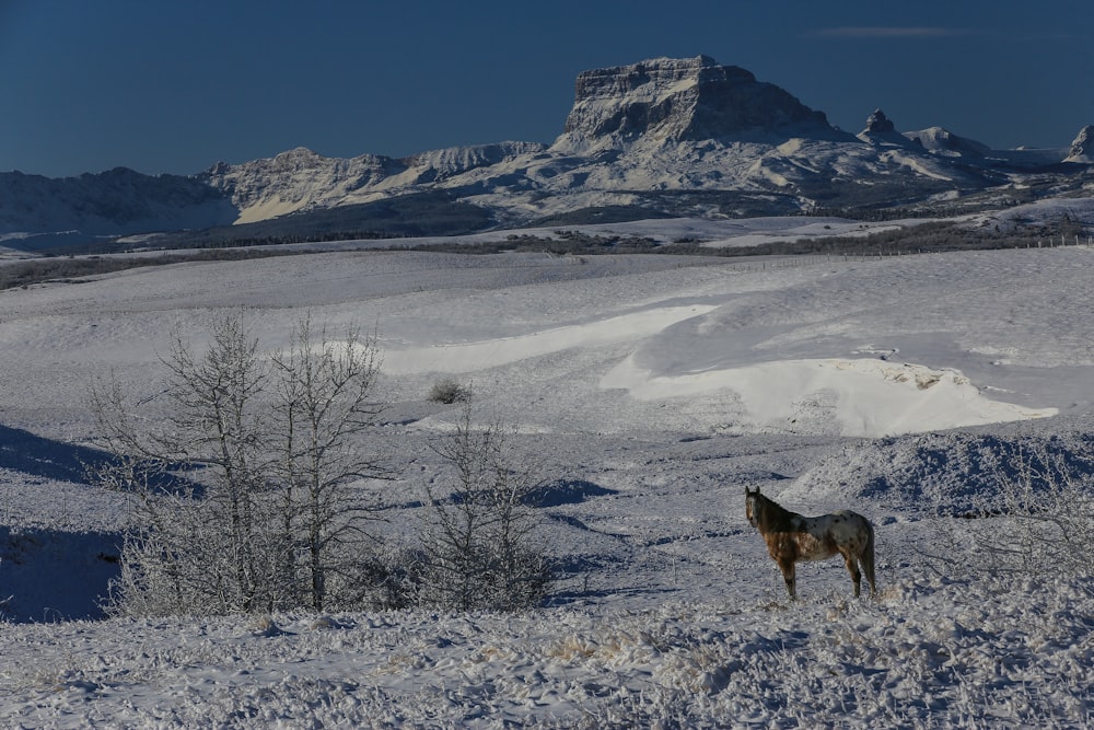 brown wolf on snow covered ground during daytime