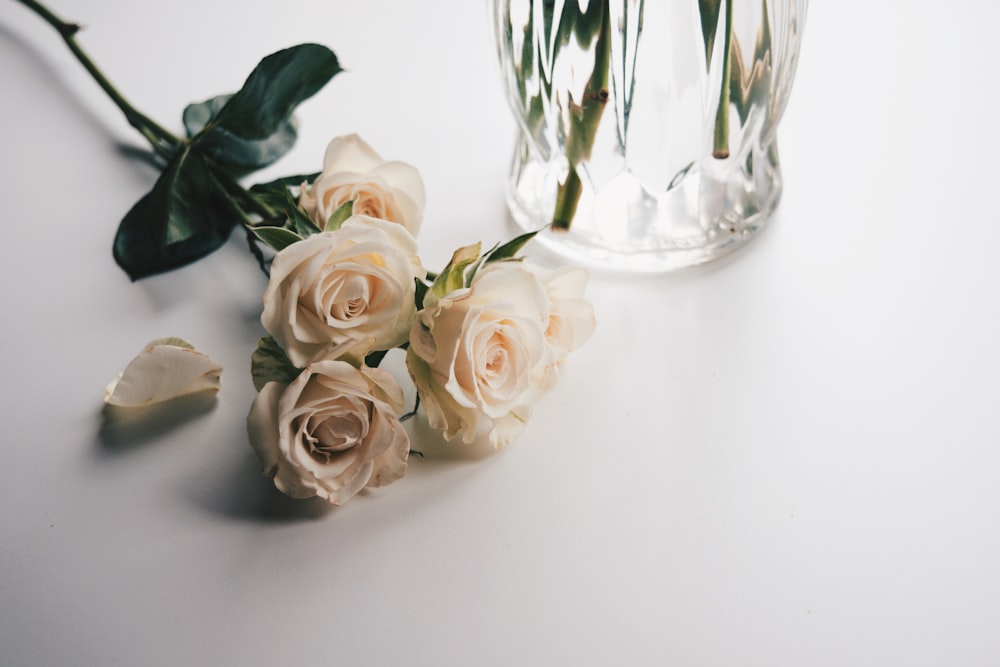 white roses in clear glass vase