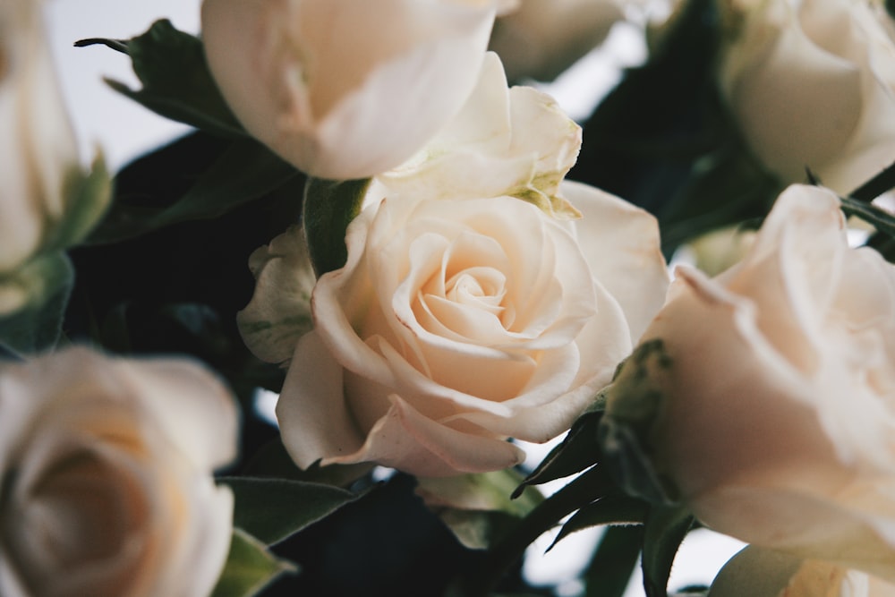 white roses in close up photography