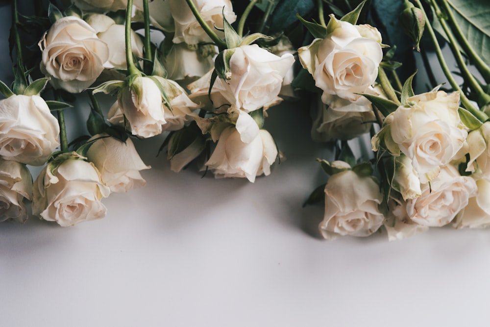 Black Roses On White Table · Free Stock Photo