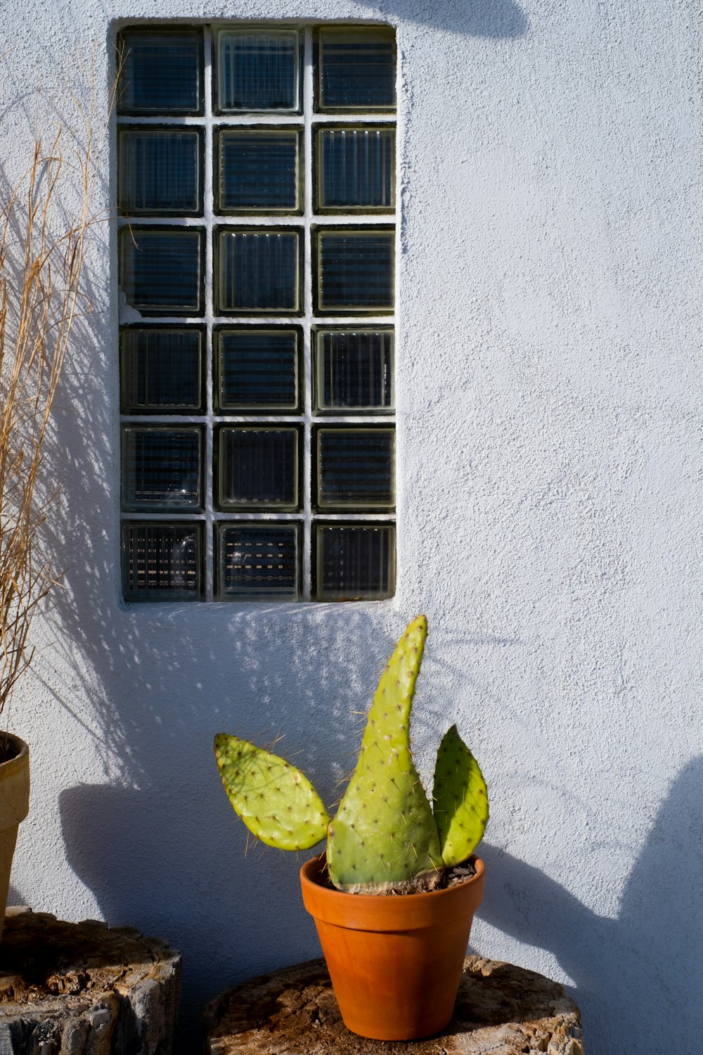 green and white plant beside white wall
