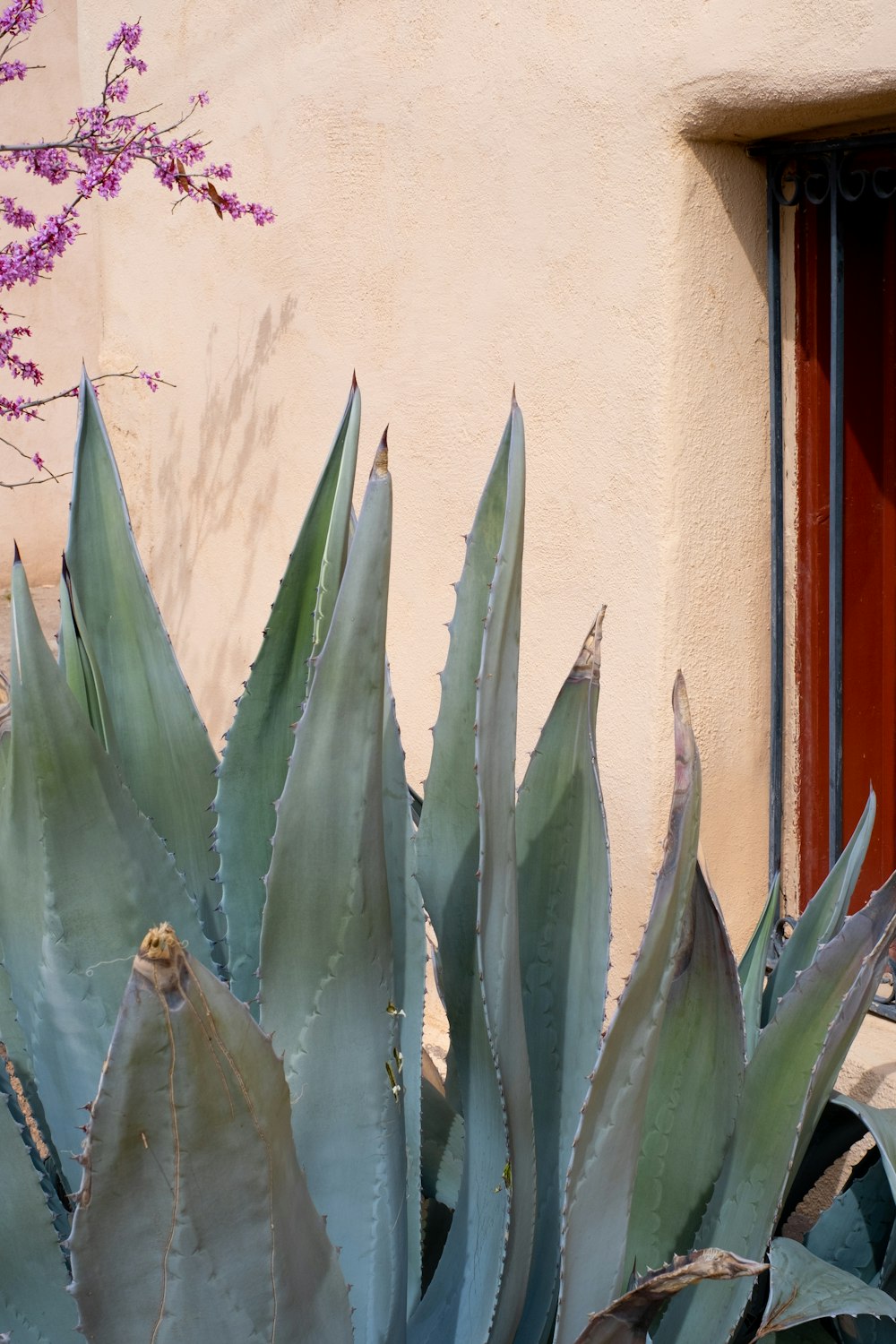 green plant near white wall