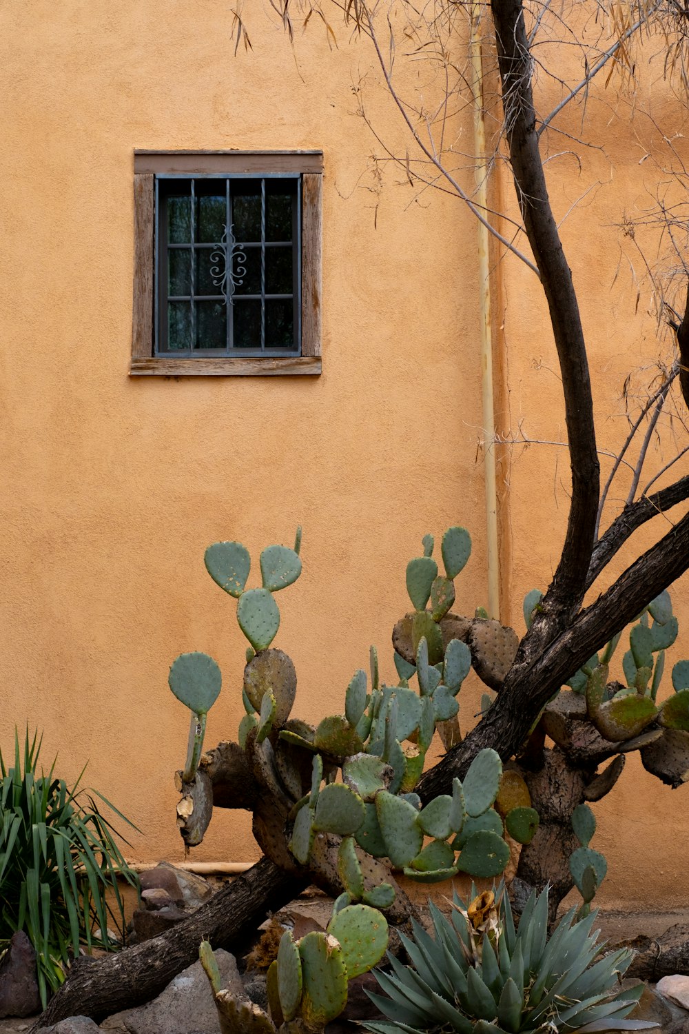 갈색 콘크리트 벽 근처의 녹색 식물