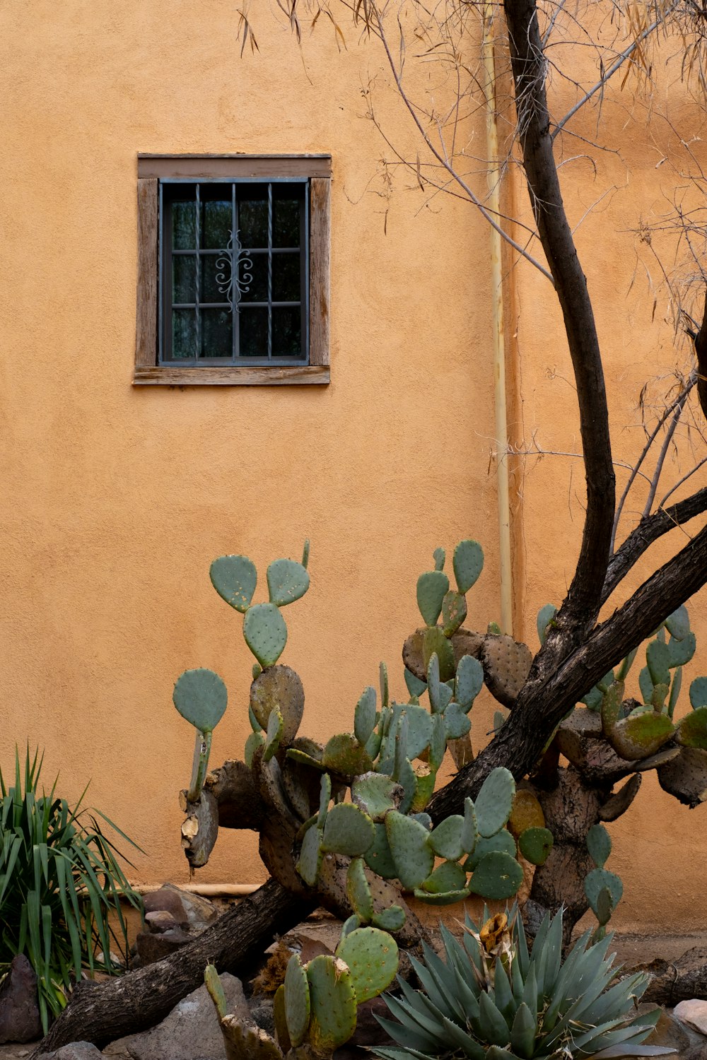 green plant near brown concrete wall