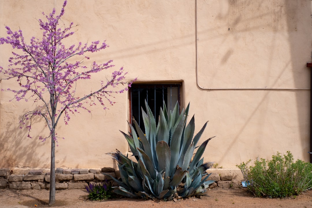 green plant near white wall,