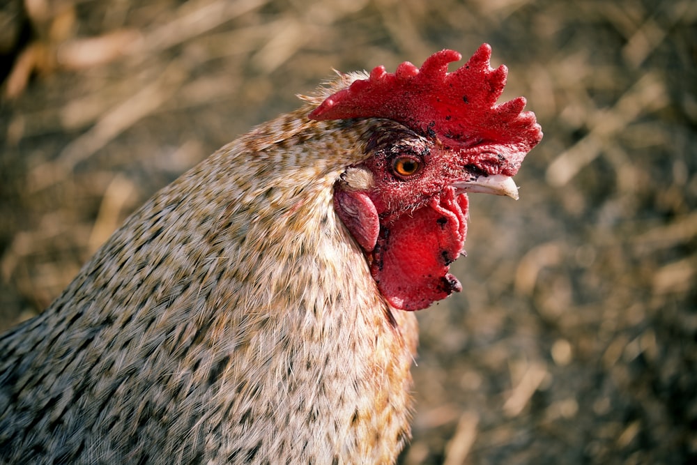 white and red rooster in close up photography