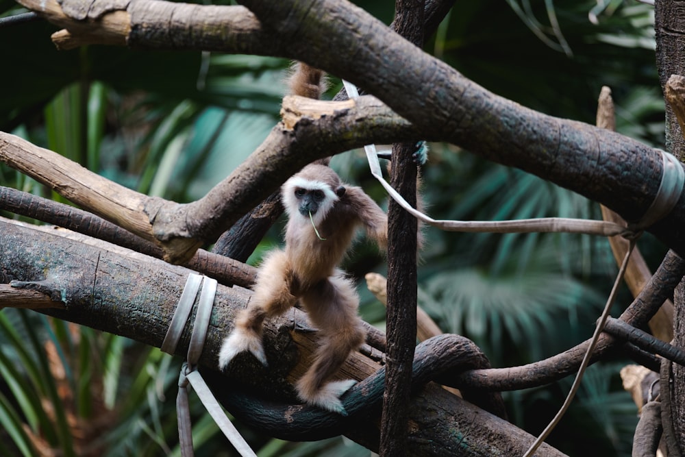 brown monkey on tree branch during daytime