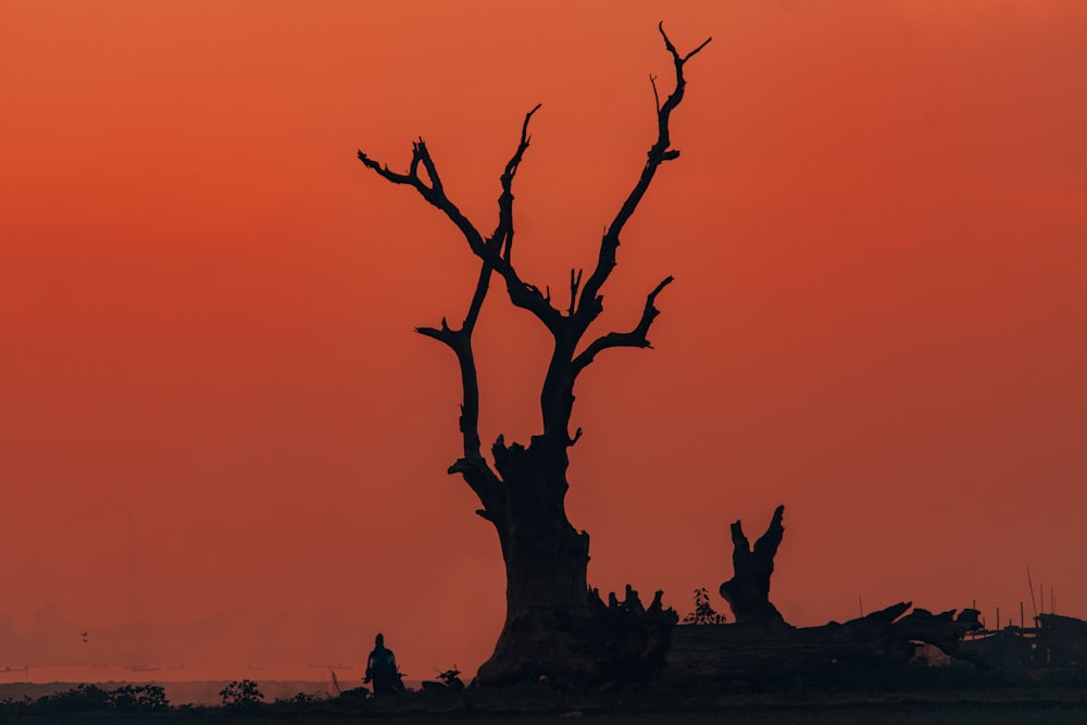 Silueta de árbol desnudo durante la puesta del sol