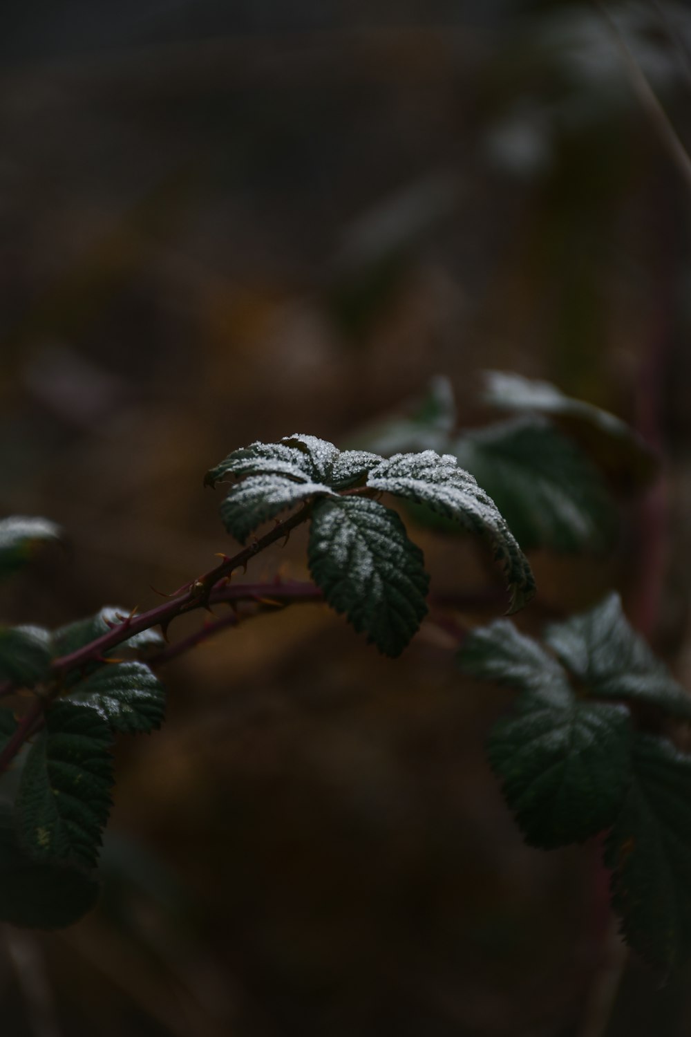 a close up of a leaf on a branch