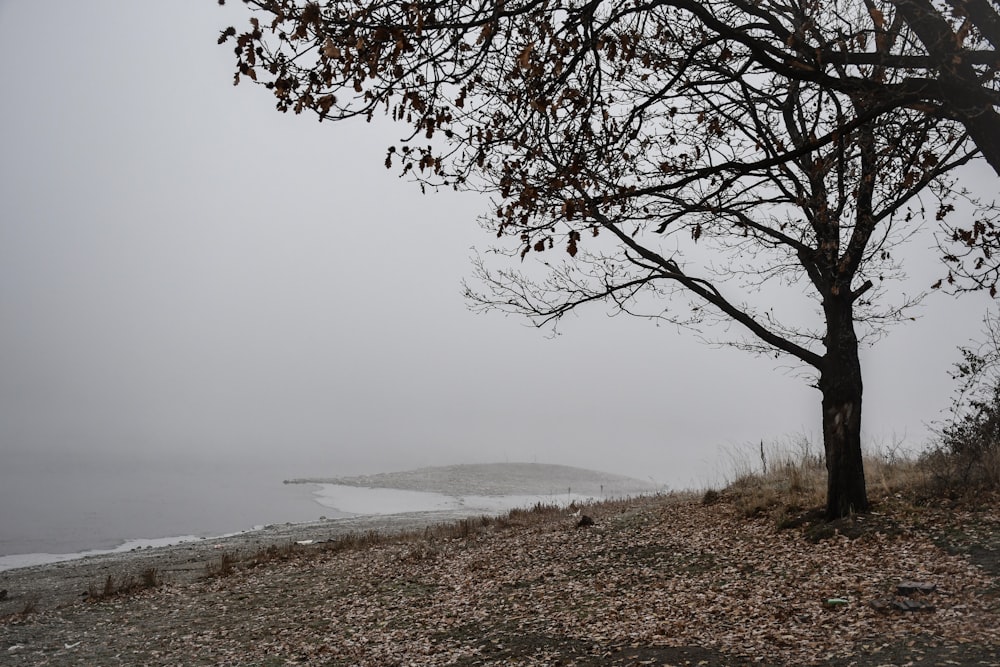 a tree on a hill with a body of water in the background