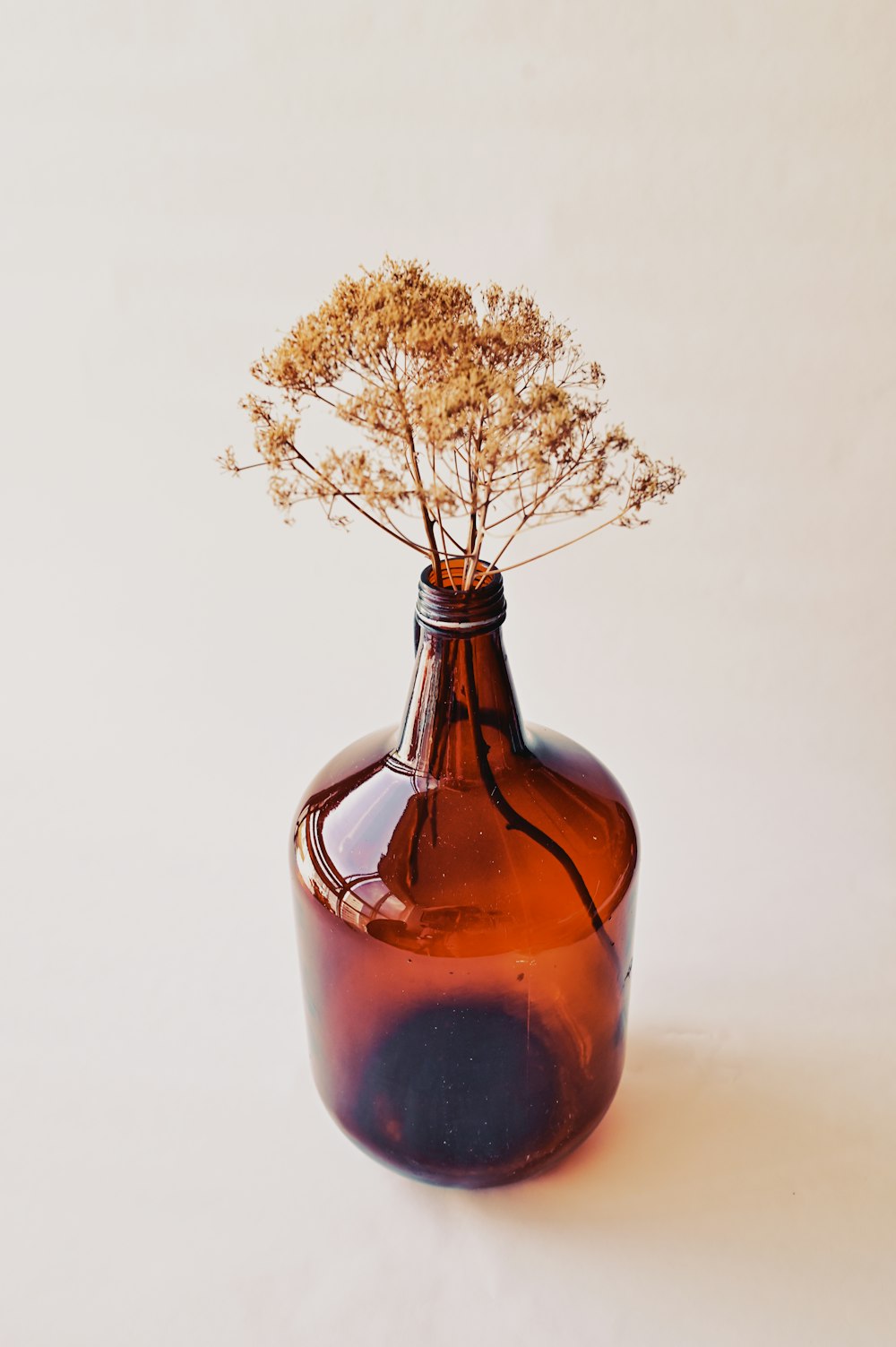 bouteille en verre brun avec plante brune
