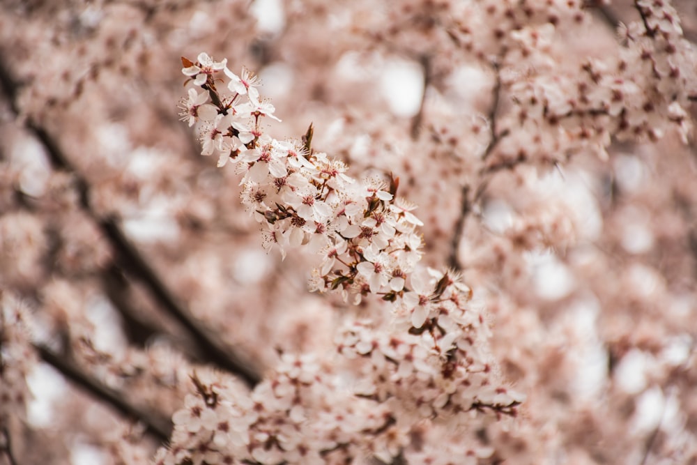 a close up of a tree with pink flowers