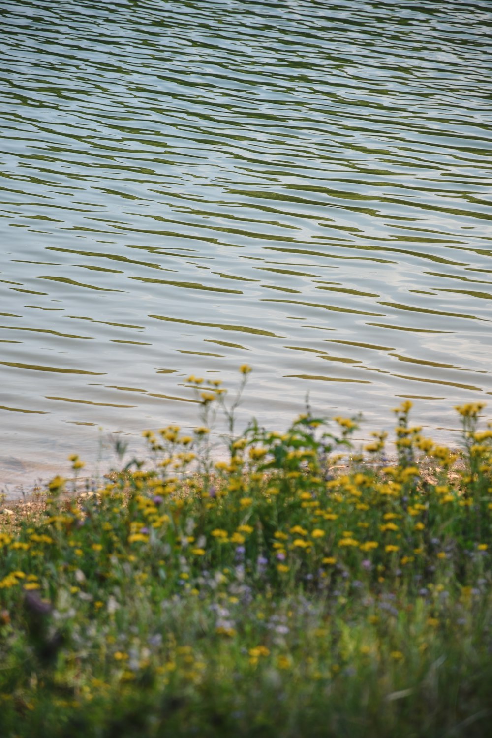 a bird standing on the edge of a body of water