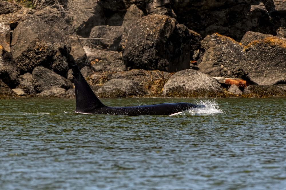 a black and white animal swimming in a body of water